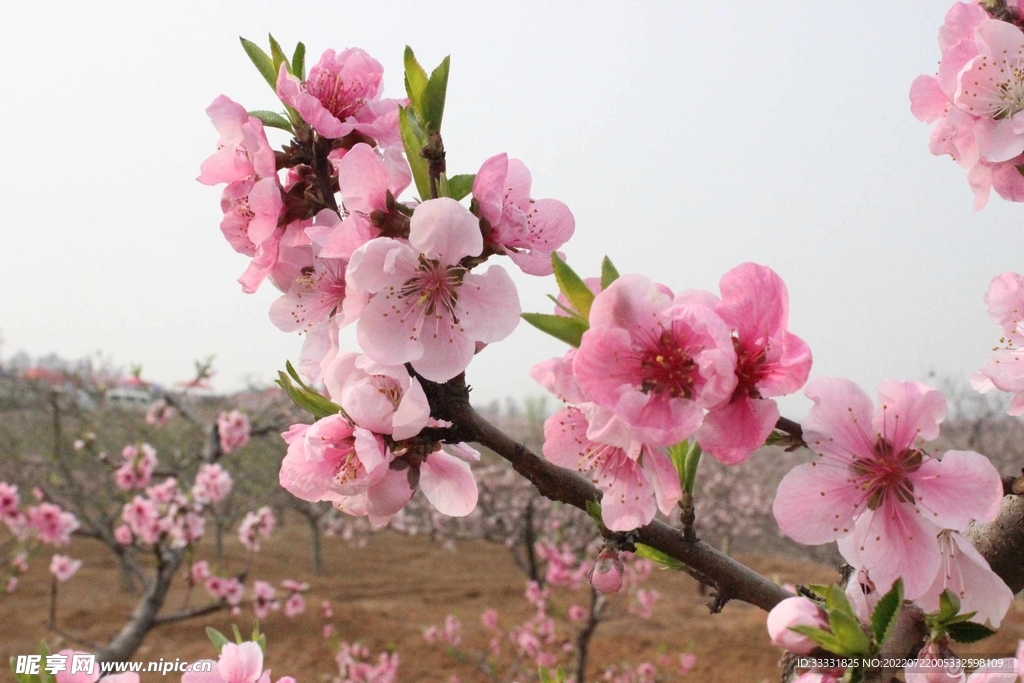 樱花