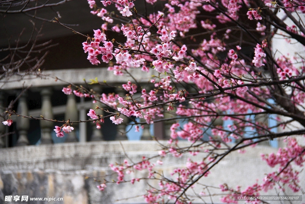 樱花