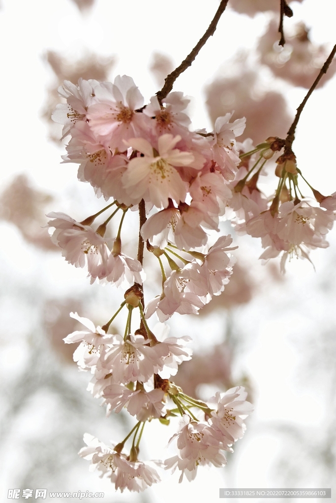 樱花