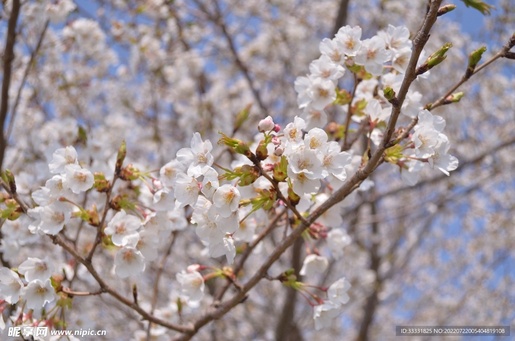 樱花