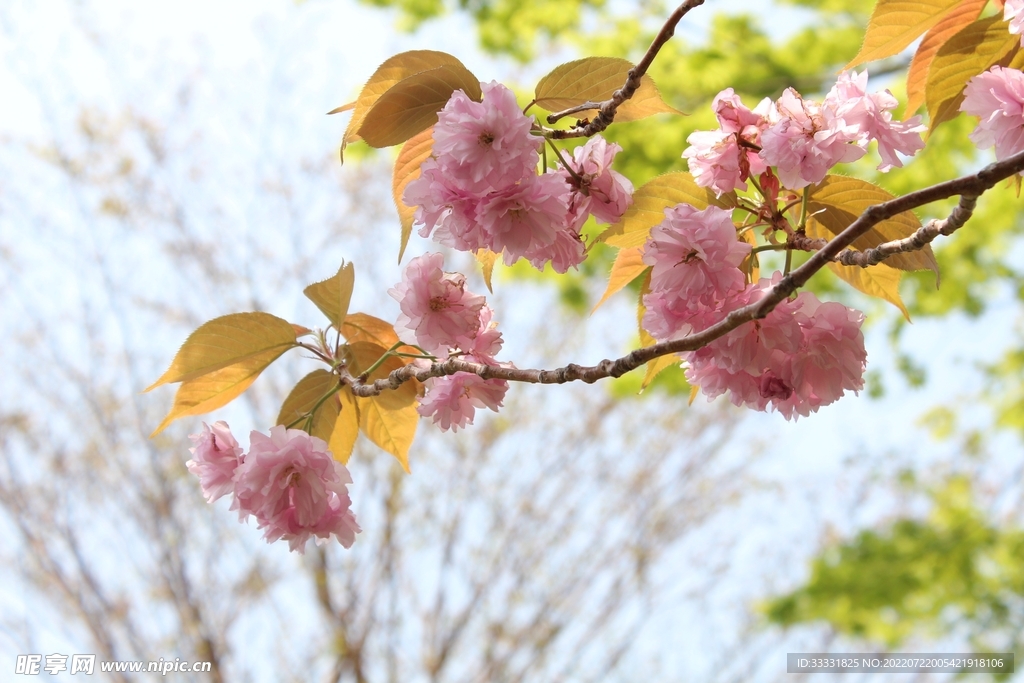 樱花