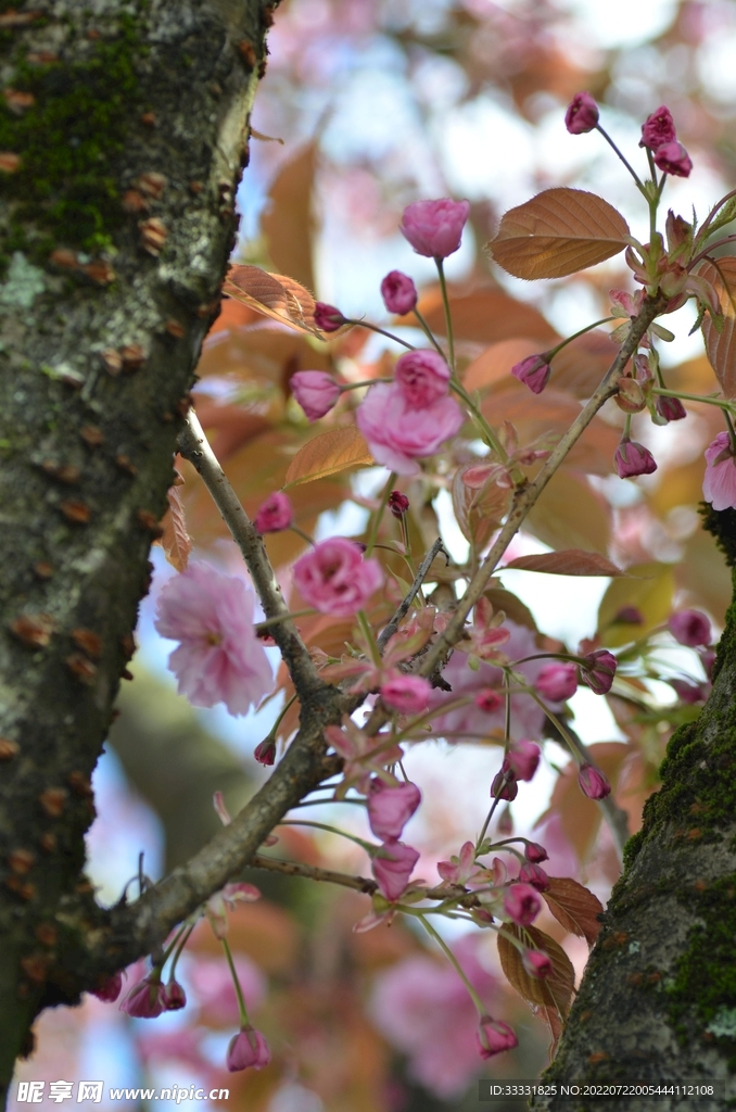 樱花