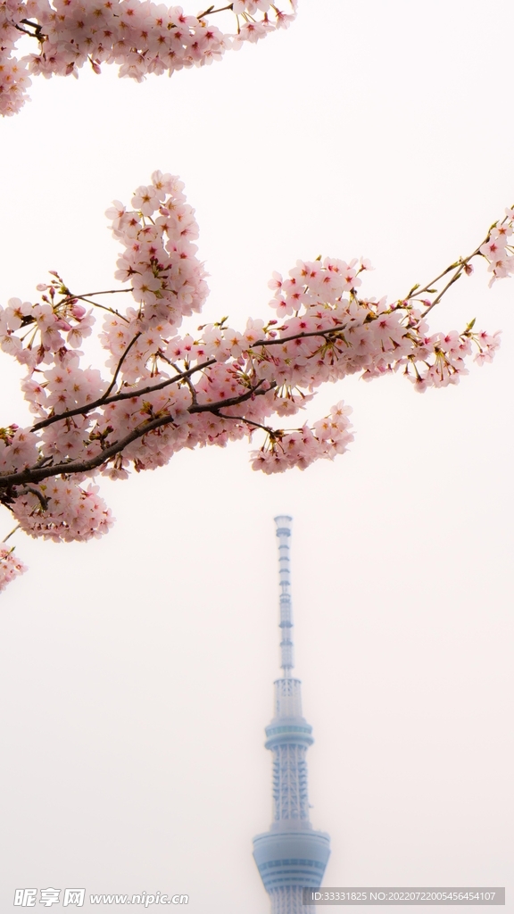 樱花