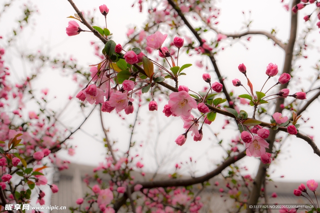 樱花