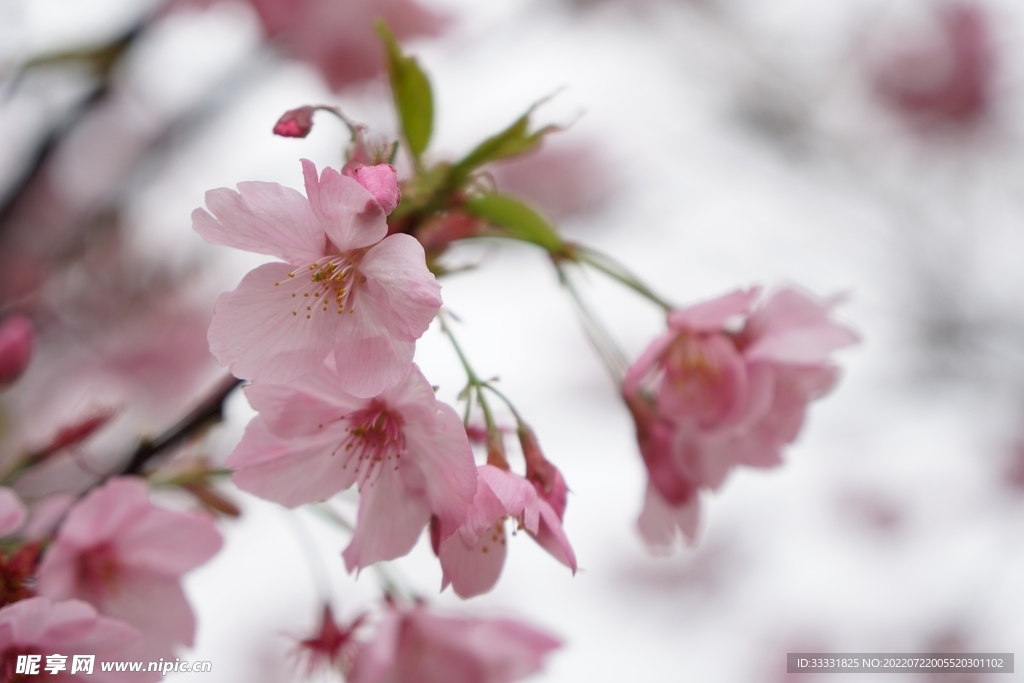 樱花