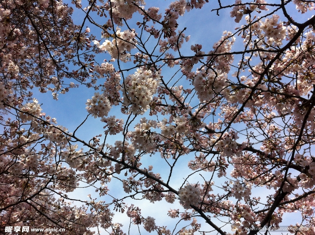 樱花