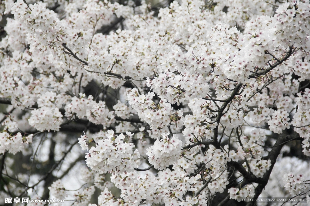 樱花