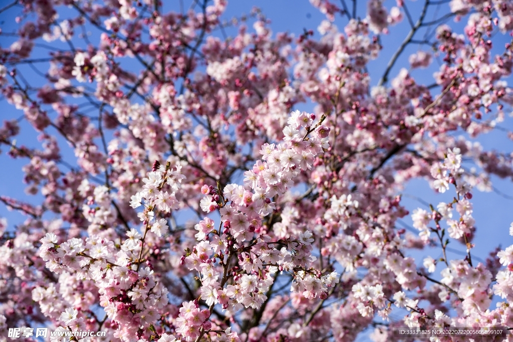 樱花
