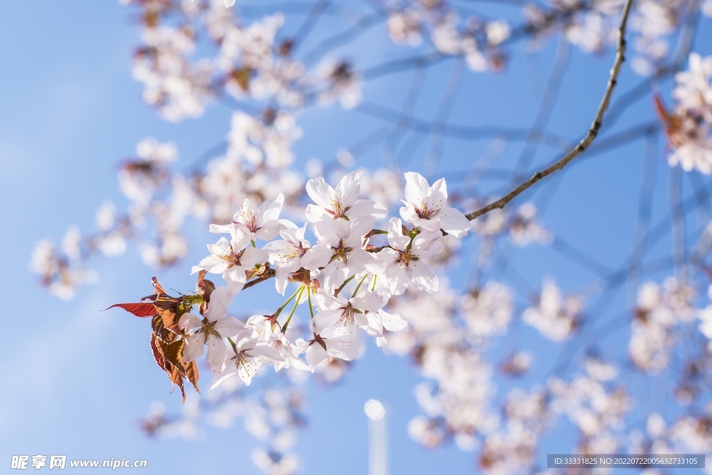 樱花