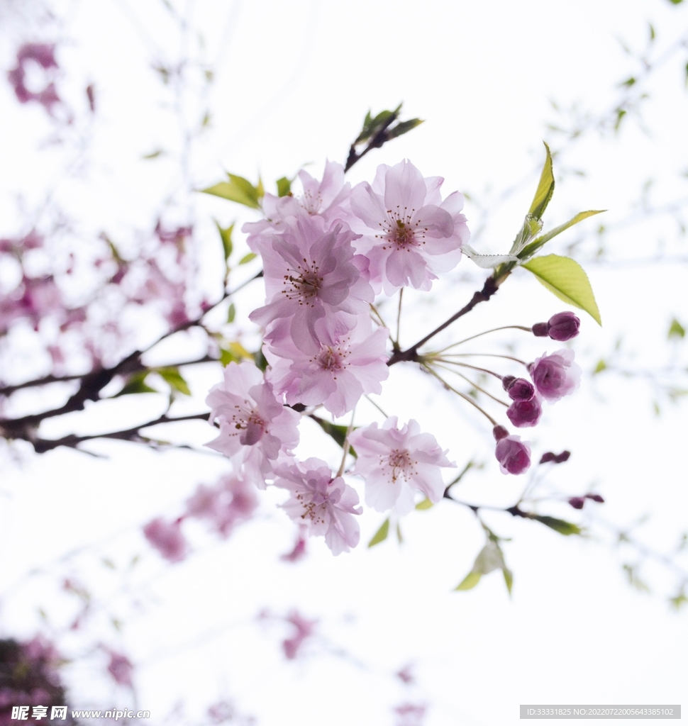 樱花