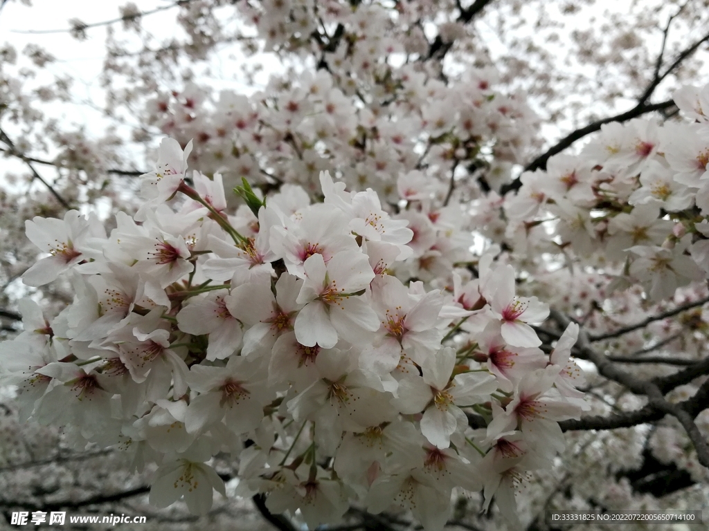 樱花