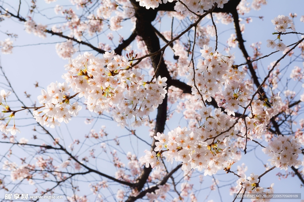 樱花