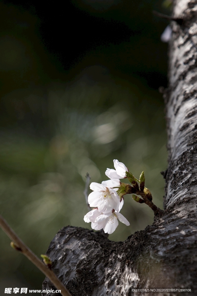 樱花