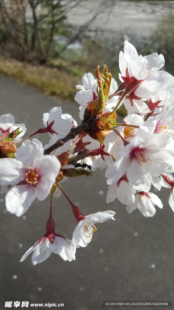 樱花