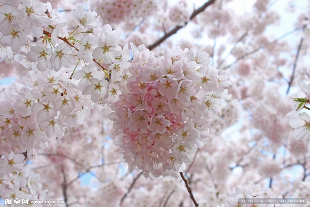 樱花