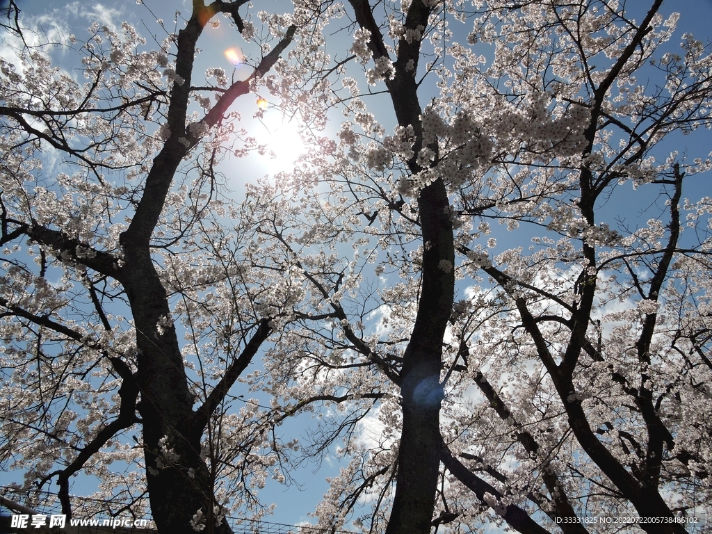 樱花