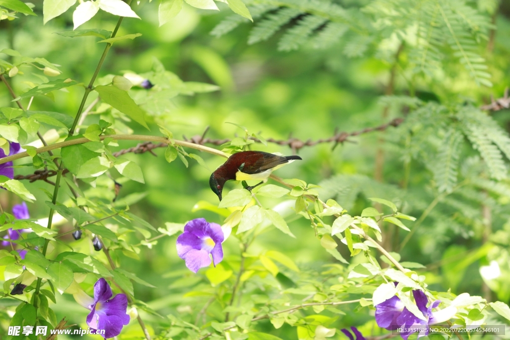 樱花
