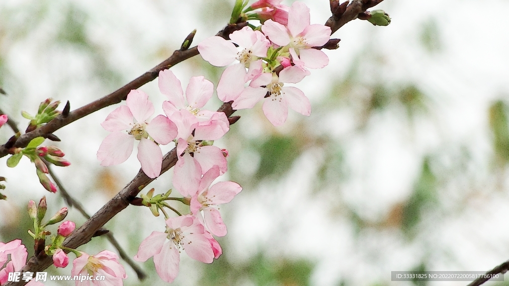 樱花