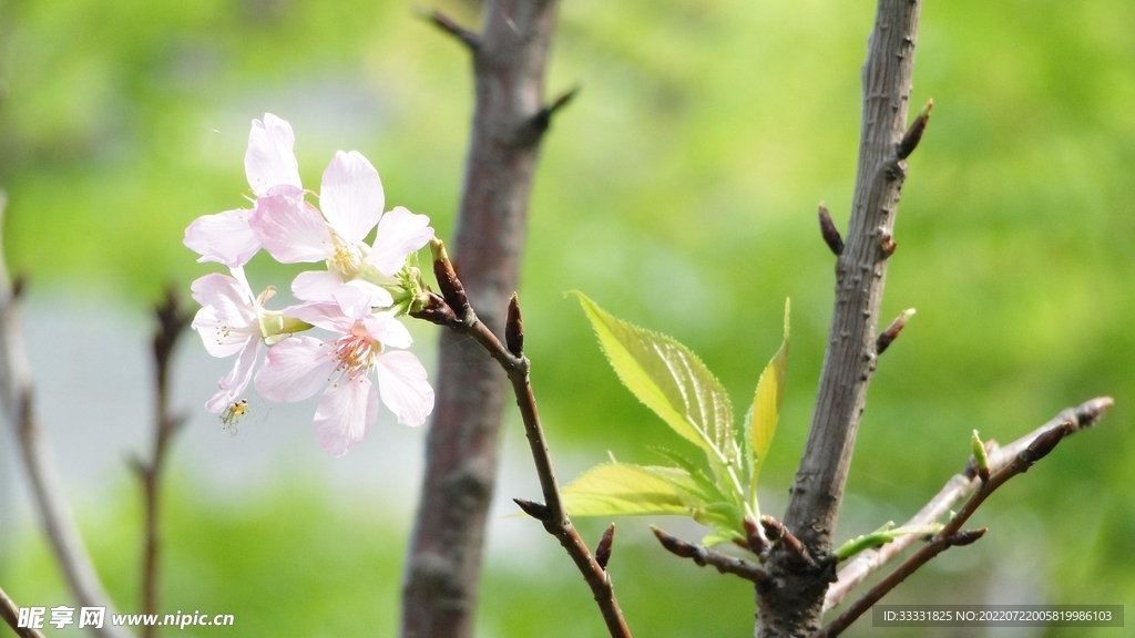 樱花