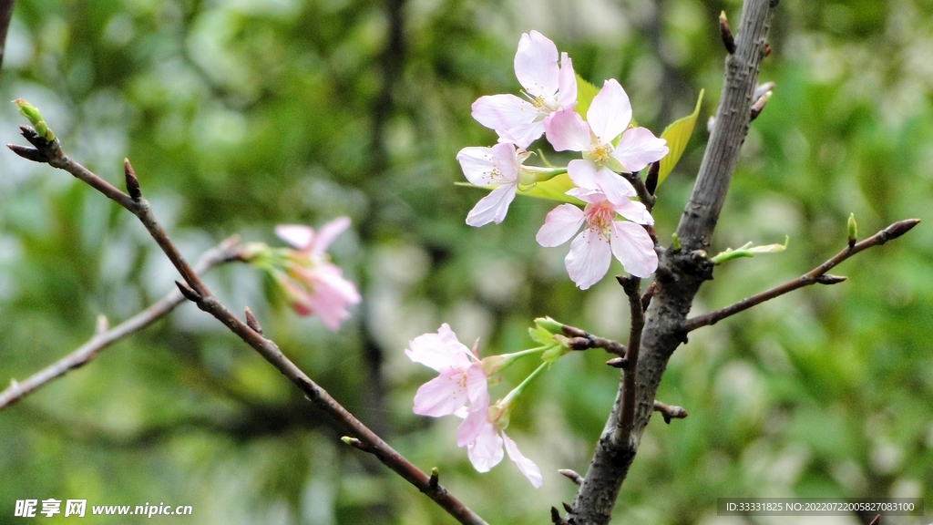 樱花