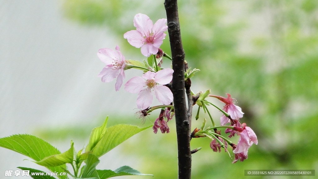 樱花