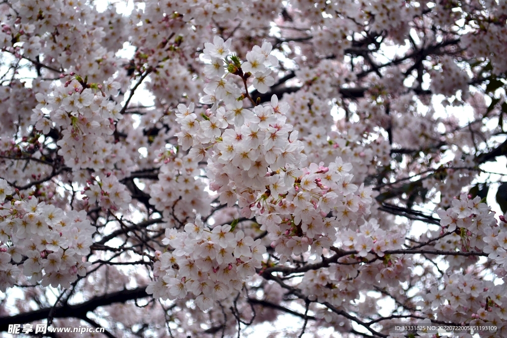 樱花