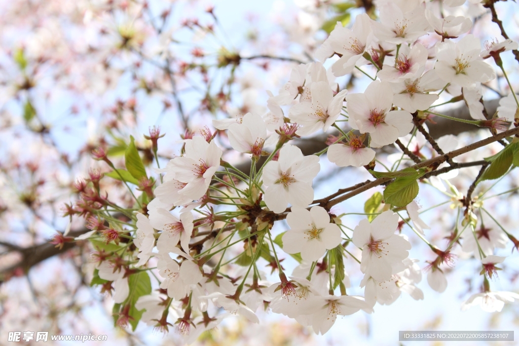 樱花