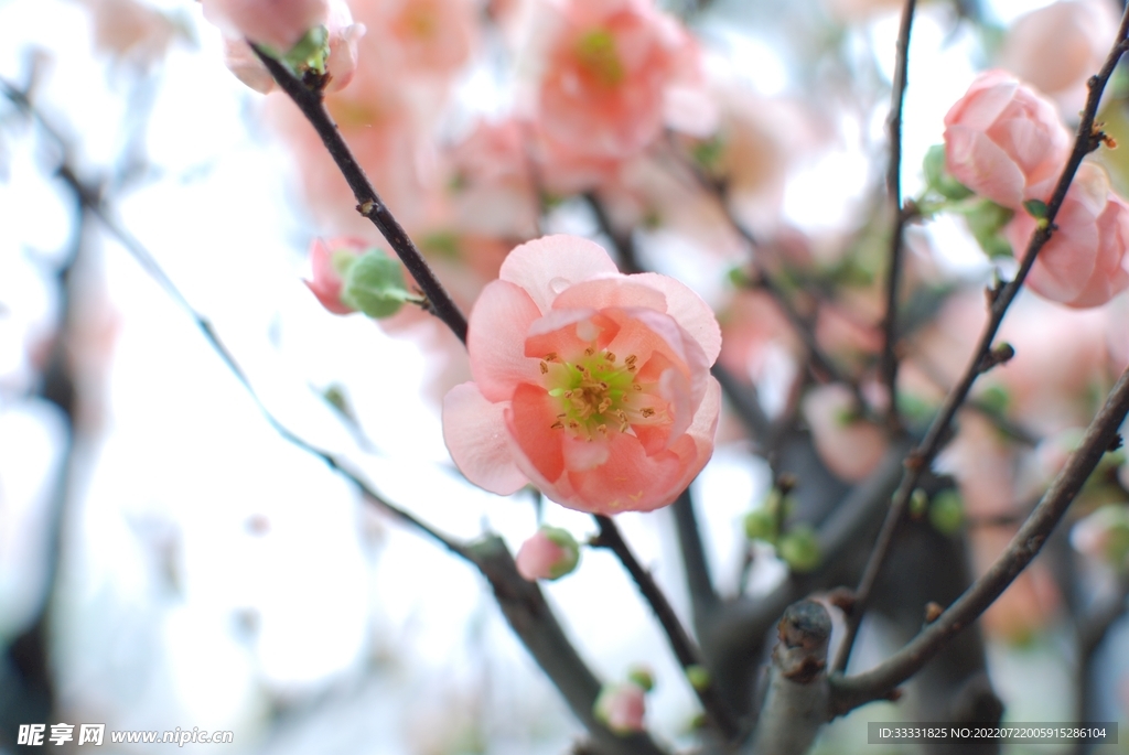 樱花