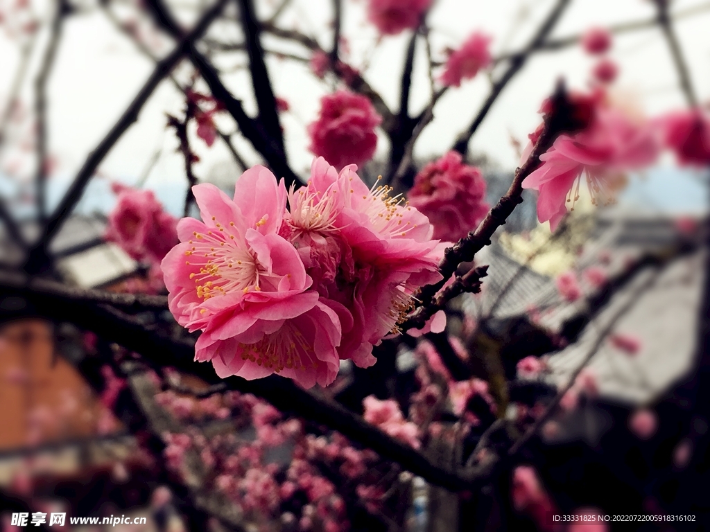 樱花
