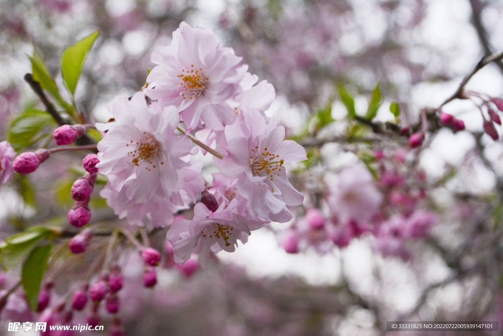 樱花