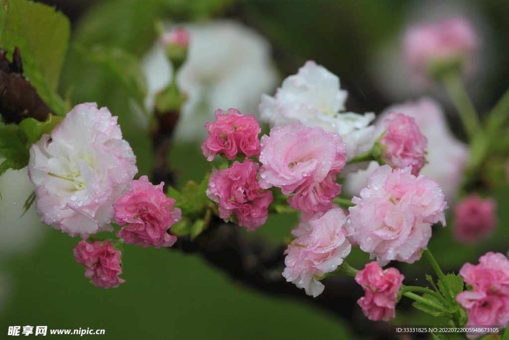 樱花