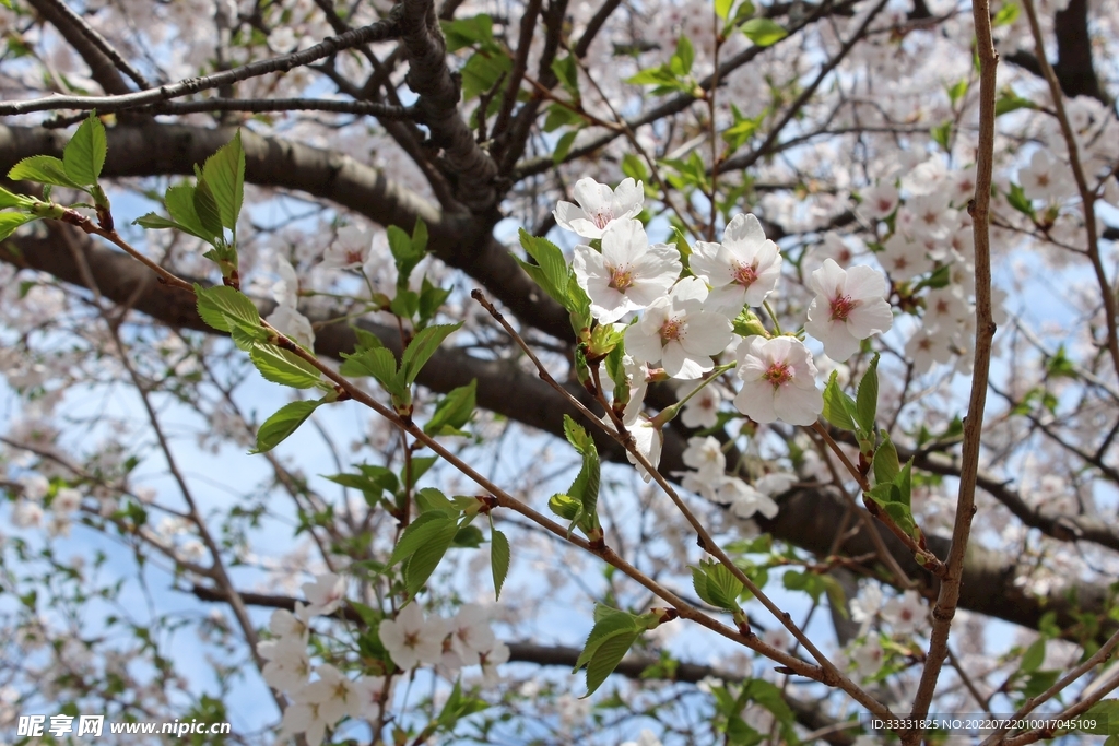 樱花
