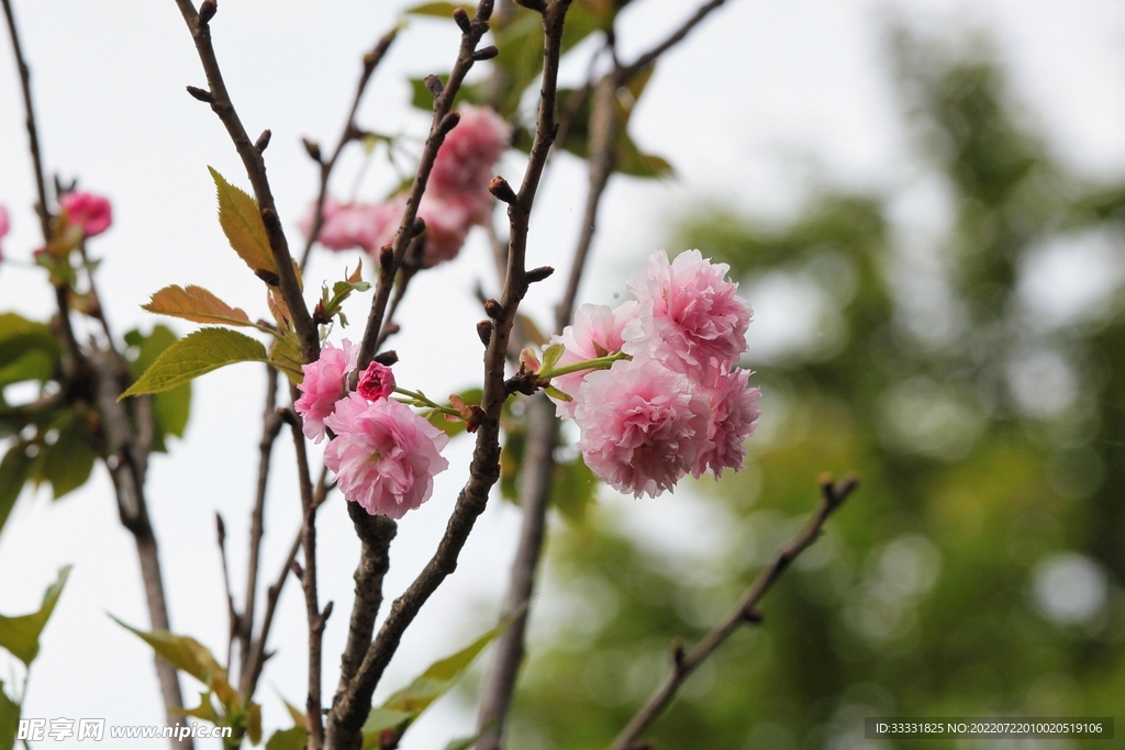 樱花