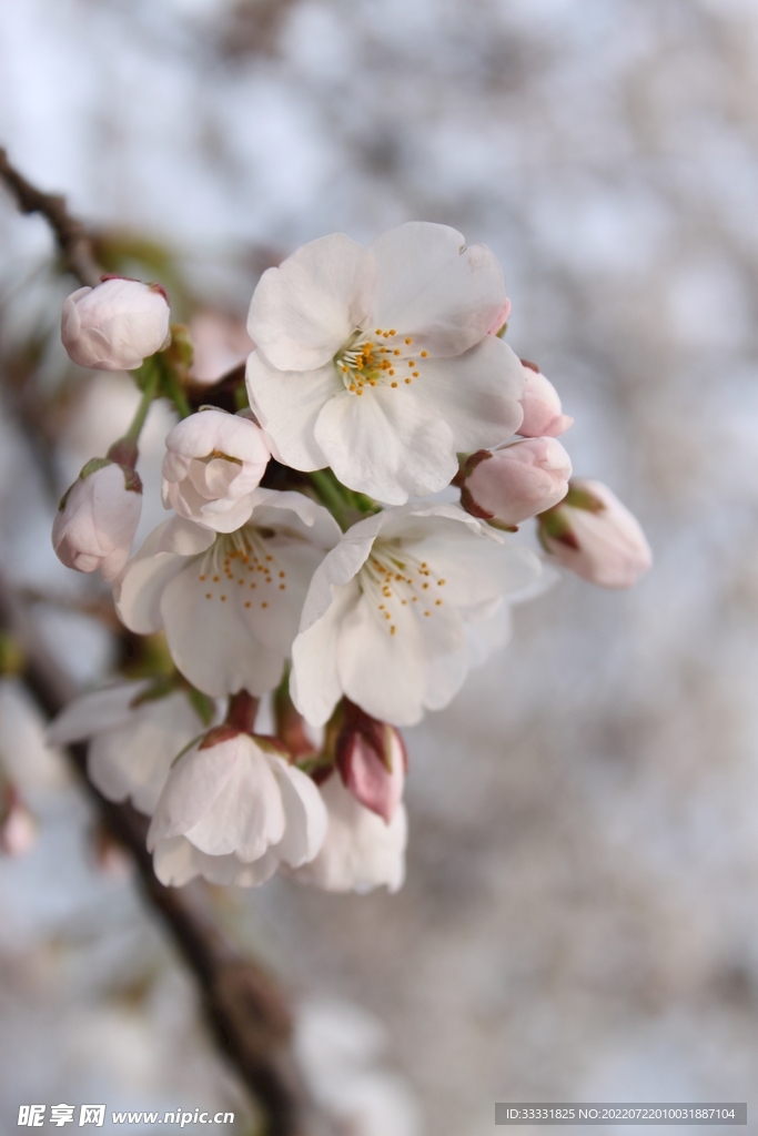 樱花