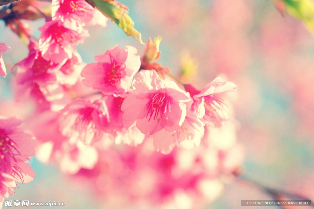 樱花