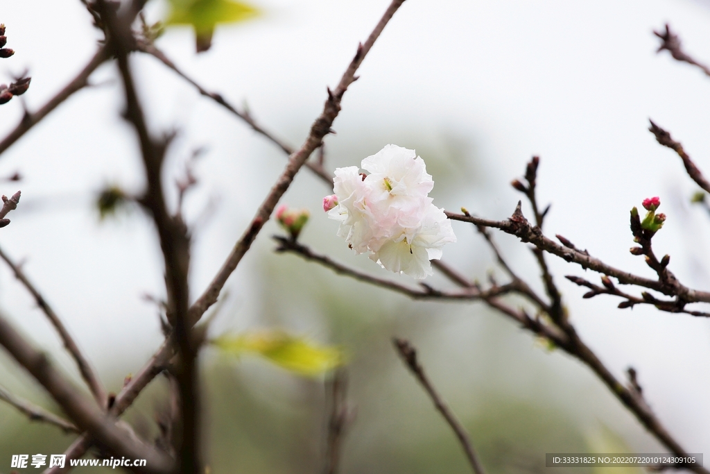 樱花