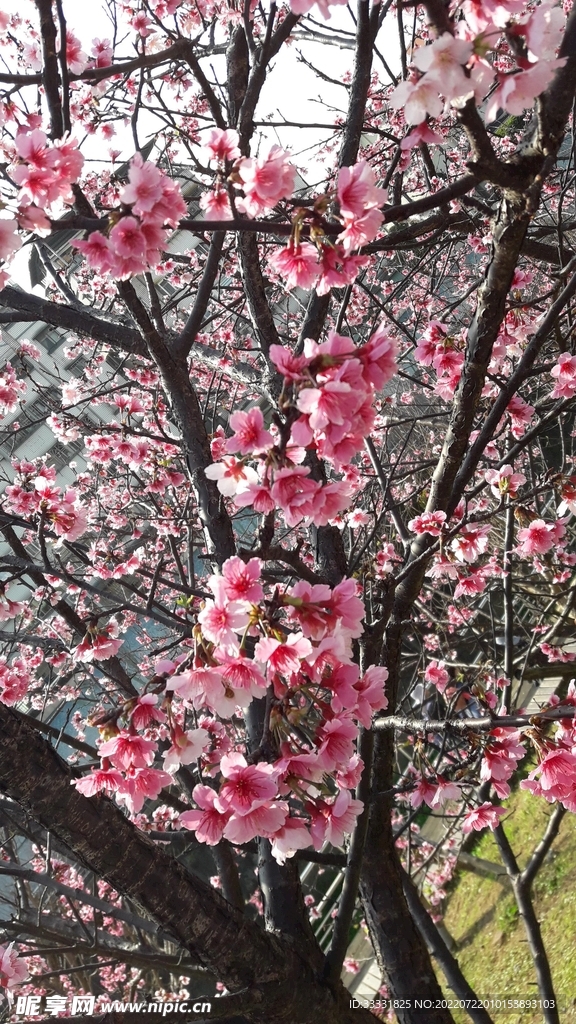 樱花