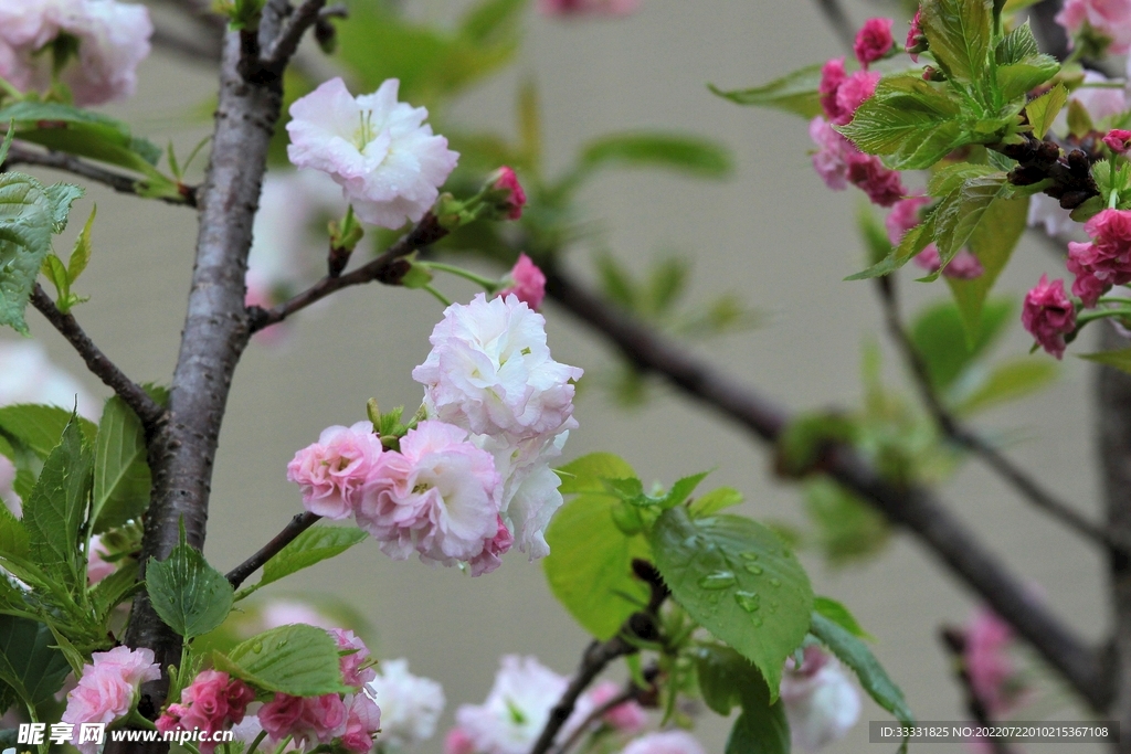 樱花