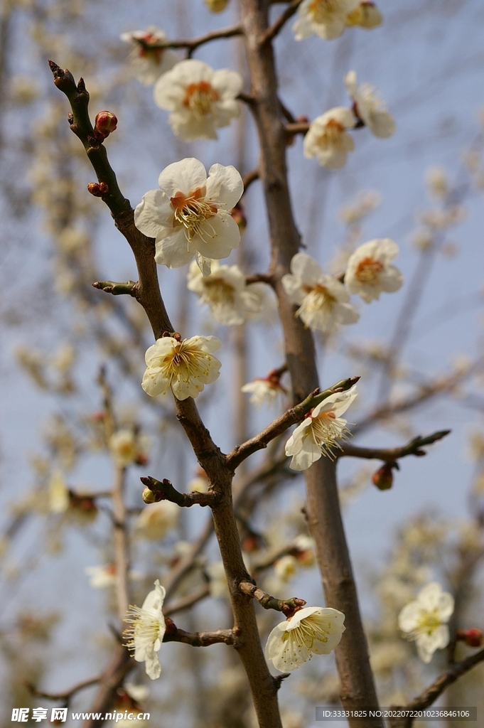 樱花