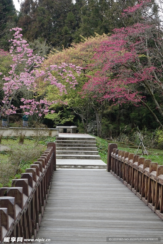 樱花