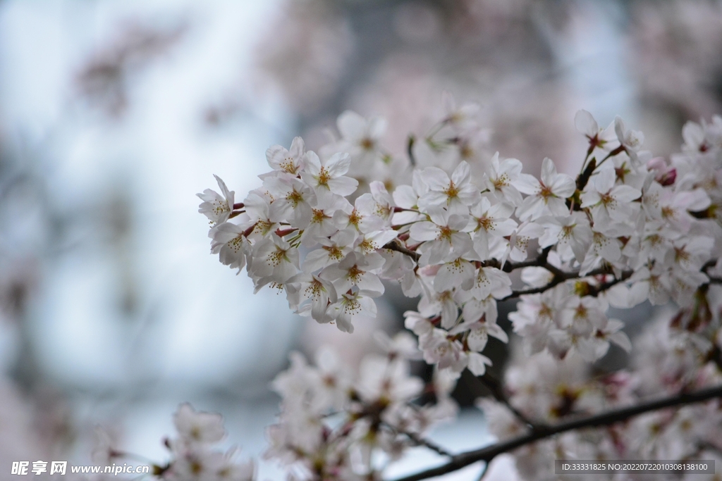 樱花