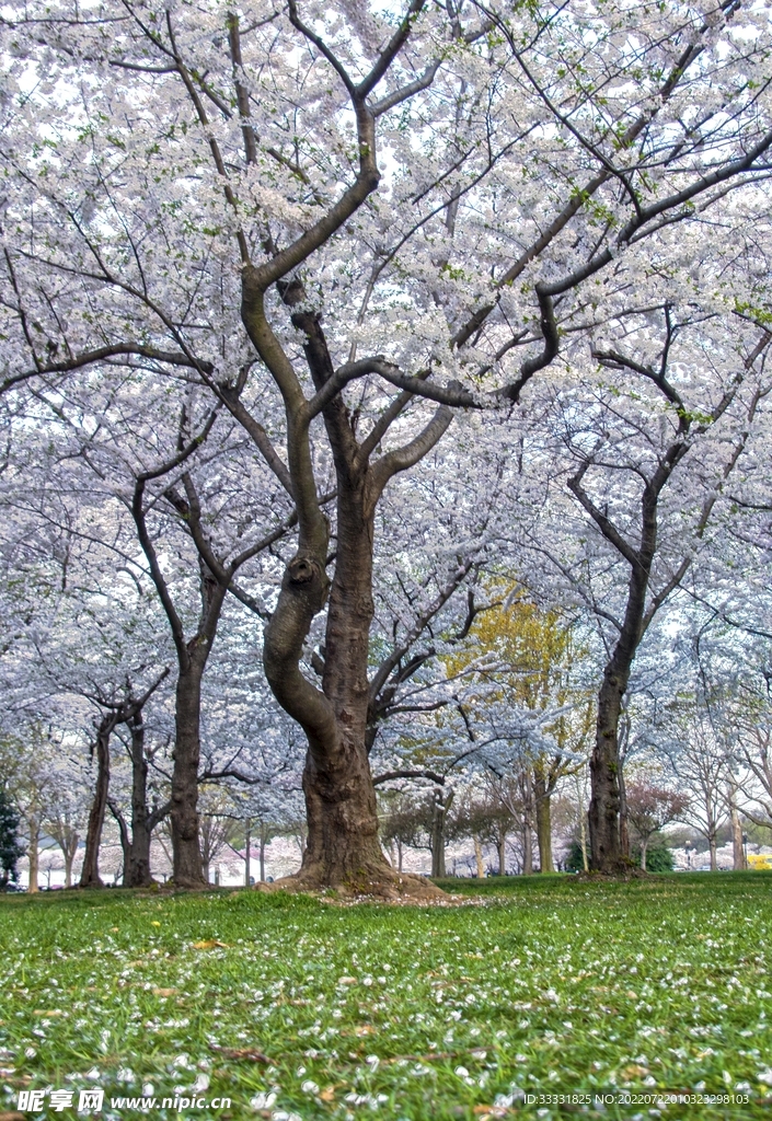 樱花