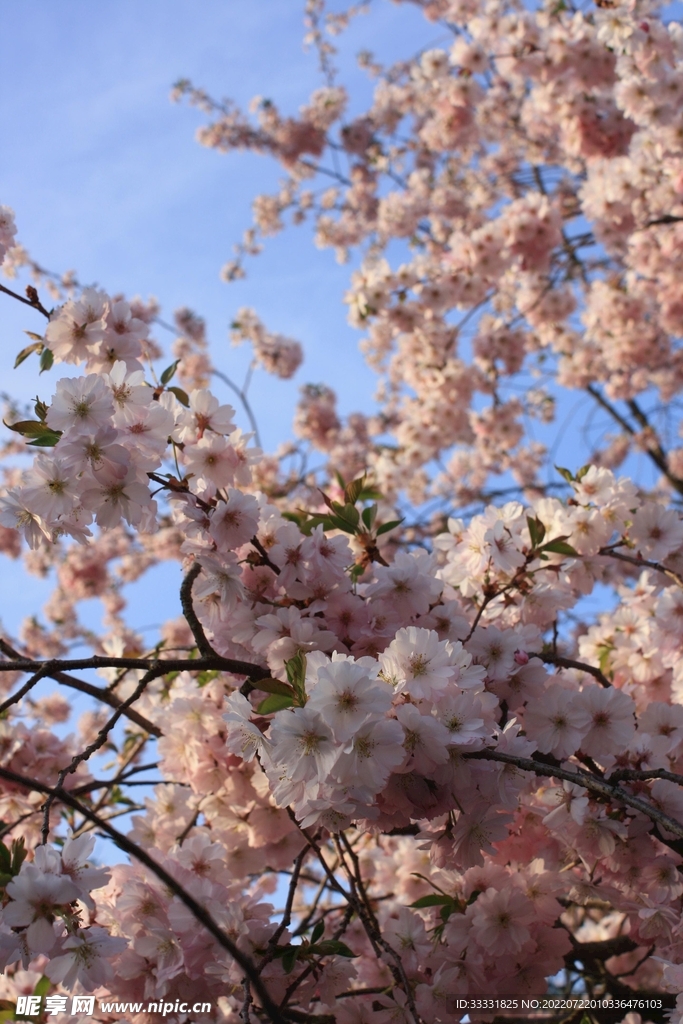 樱花