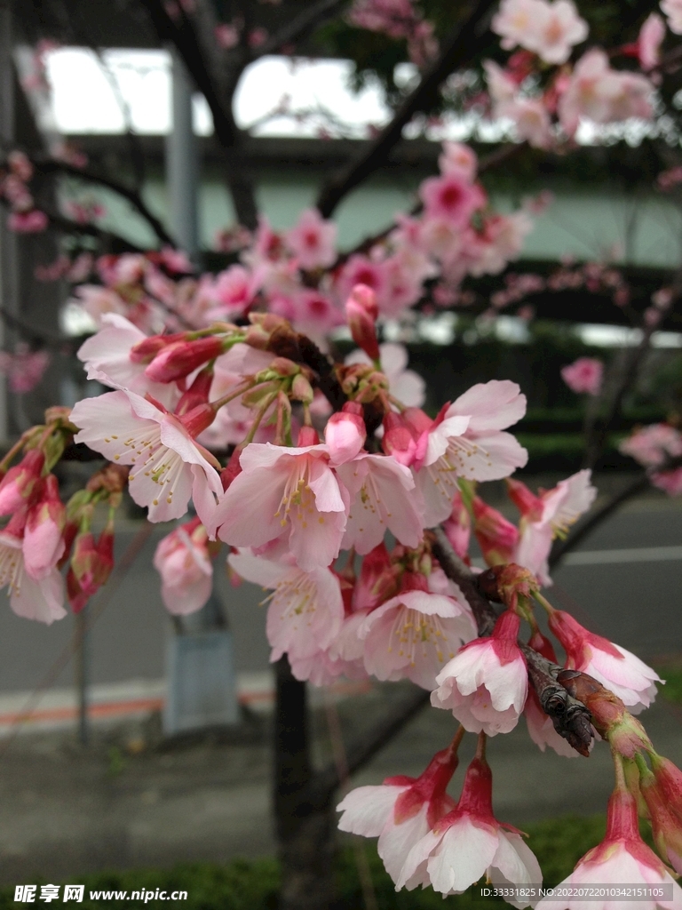 樱花