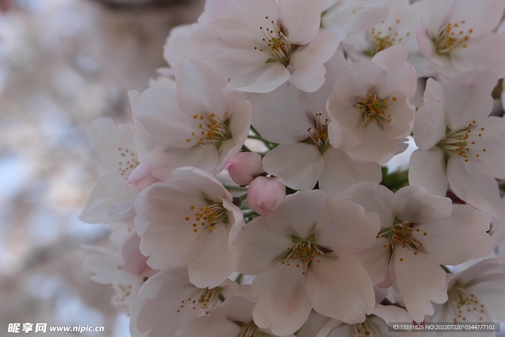 樱花