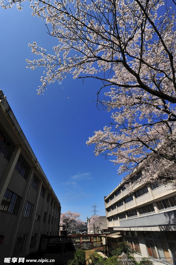 樱花