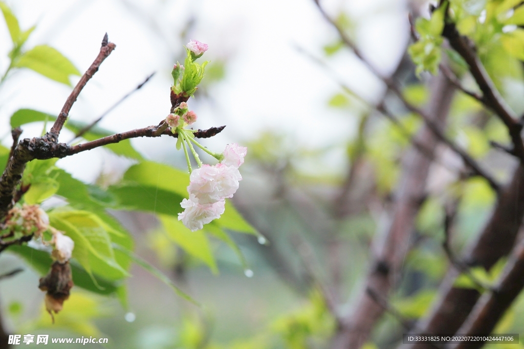 樱花
