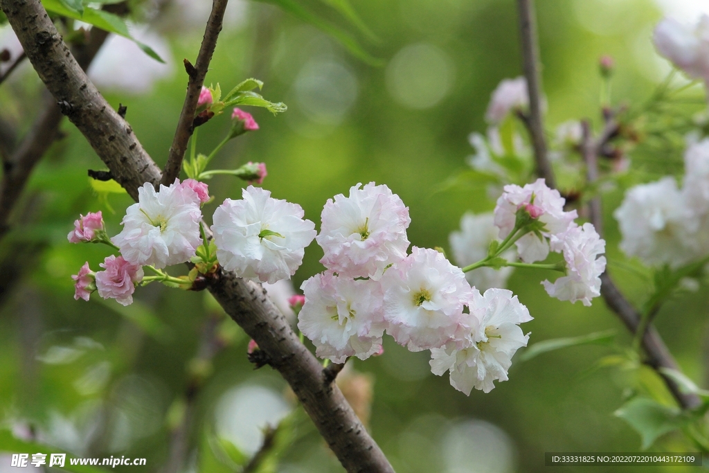 樱花