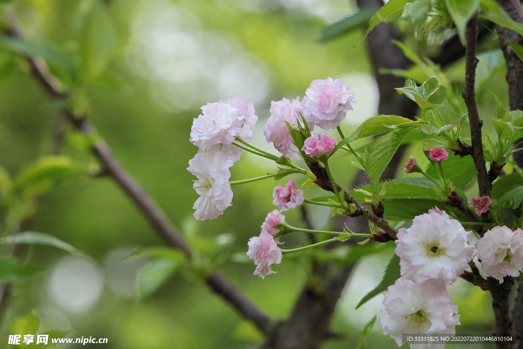 樱花
