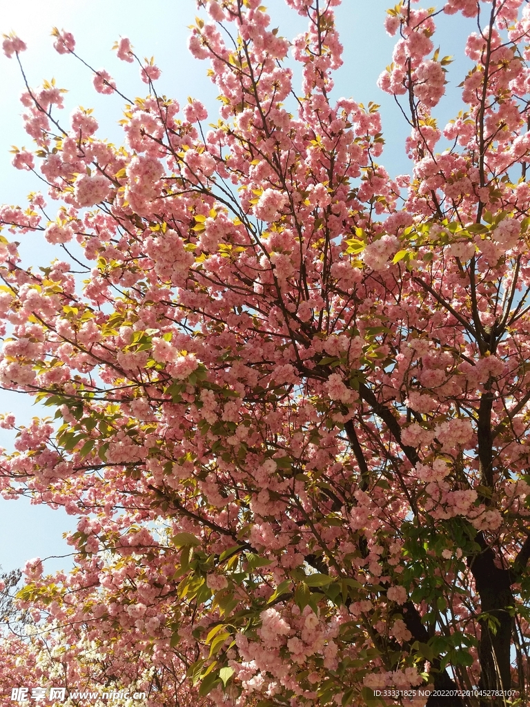 樱花